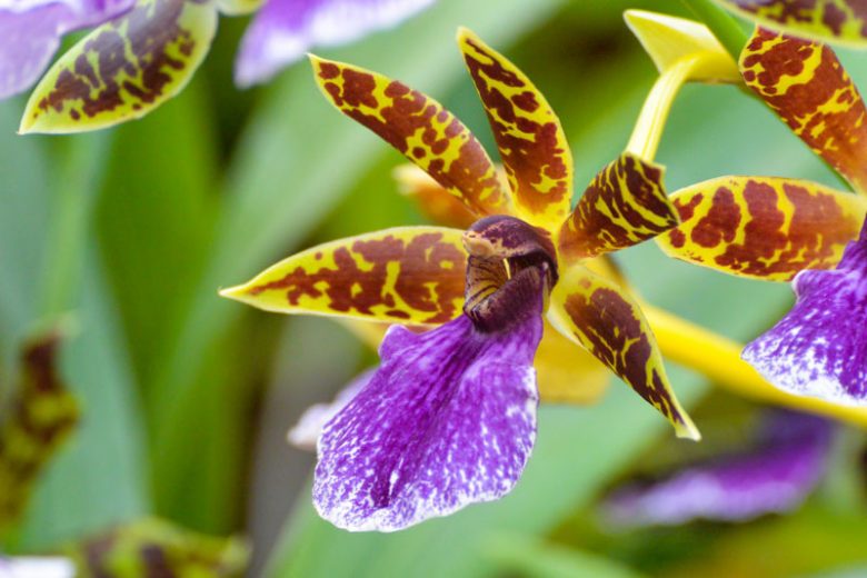 Fragrant Orchids, Cattleya, Cymbidium, Dendrobium, Encyclia, Lycaste, Maxillaria, Oncidium, Paphiopedilum, Rhynchostylis, Vanda