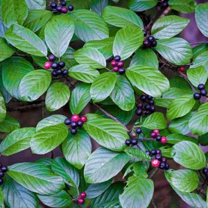 Frangula caroliniana, Carolina Buckthorn, Carolina False Buckthorn, Yellow Buckthorn, Indian Cherry, Yellowwood, Rhamnus caroliniana,