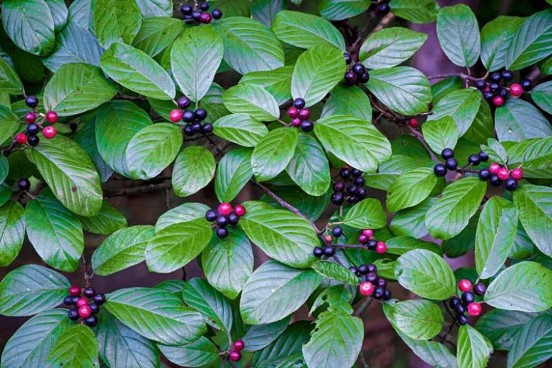 Frangula caroliniana, Carolina Buckthorn, Carolina False Buckthorn, Yellow Buckthorn, Indian Cherry, Yellowwood, Rhamnus caroliniana,