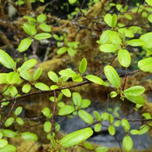 Frangula purshiana, Cascara, Cascara Buckthorn, Cascara Sagrada, Californian Bearberry, Chittam Bark, Coffee-Tree, Rhamnus purshiana