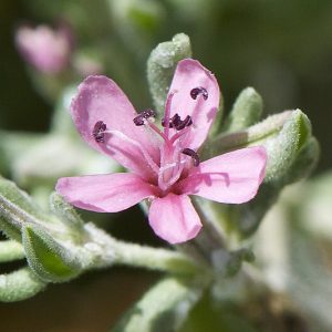 Frankenia salina, Alkali Seaheath, Alkali Heath, Yerba Reuma, Frankenia grandifolia, Frankenia grandifolia var. campestris, Ocimum salinum, California Native Plants