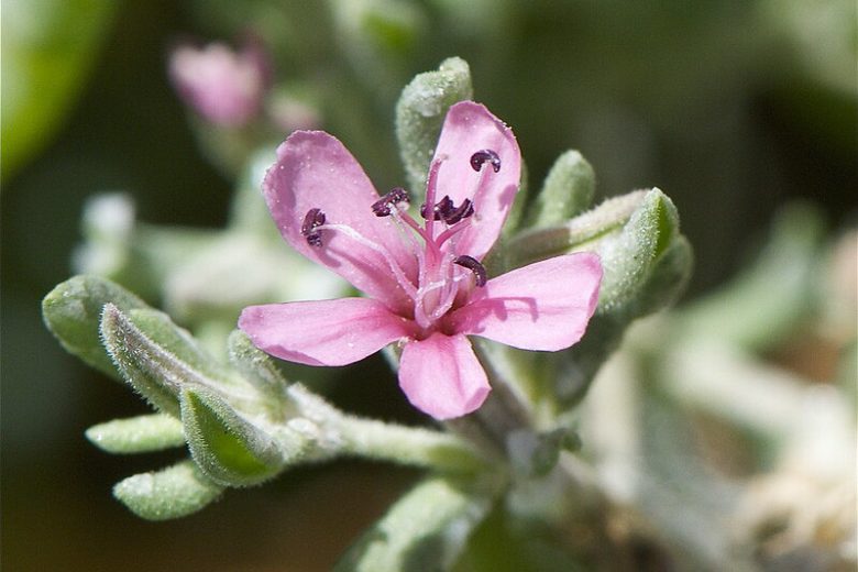 Frankenia salina, Alkali Seaheath, Alkali Heath, Yerba Reuma, Frankenia grandifolia, Frankenia grandifolia var. campestris, Ocimum salinum, California Native Plants