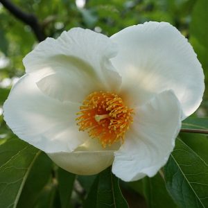 Franklinia alatamaha, Franklin Tree, Franklinia, Franklintree, Gordonia alatamaha, Gordonia pubescens, fall color, White flowers