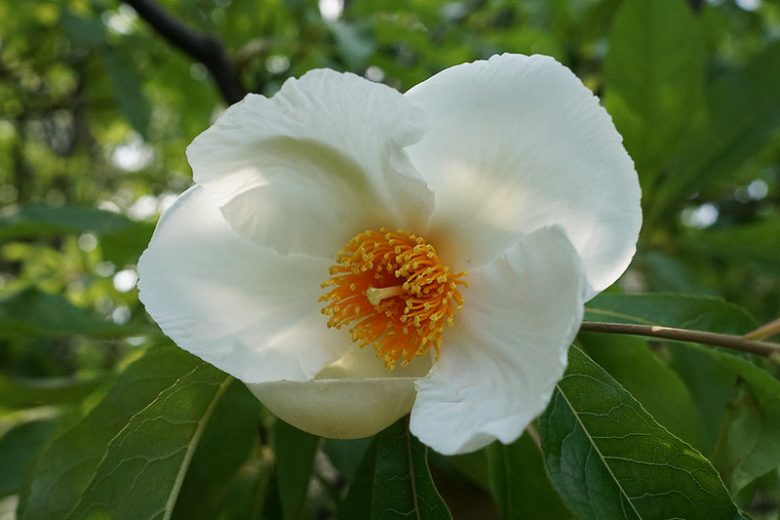 Franklinia alatamaha, Franklin Tree, Franklinia, Franklintree, Gordonia alatamaha, Gordonia pubescens, fall color, White flowers