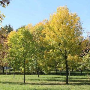 Fraxinus excelsior, European Ash, Common Ash, Deciduous Tree, Fall Color