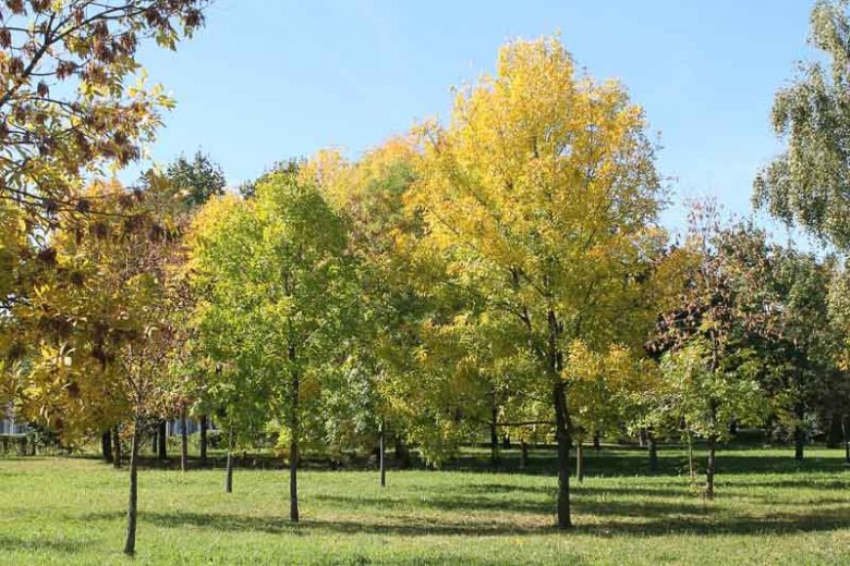 Fraxinus excelsior, European Ash, Common Ash, Deciduous Tree, Fall Color