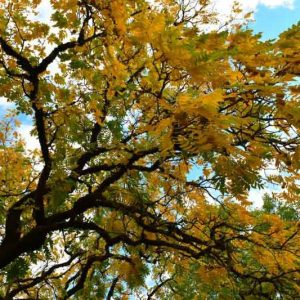 Fraxinus latifolia, Oregon Ash, Fraxinus oregona, Fraxinus pennsylvanica ssp. oregona, Deciduous Tree, Fall Color