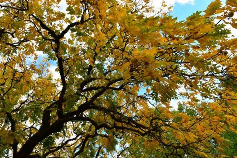 Fraxinus latifolia, Oregon Ash, Fraxinus oregona, Fraxinus pennsylvanica ssp. oregona, Deciduous Tree, Fall Color