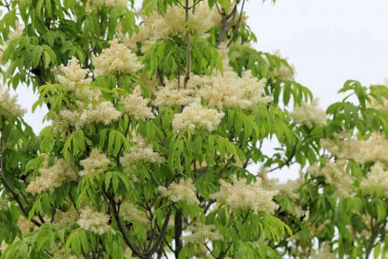 Fraxinus ornus, Flowering Ash, Manna Ash, Deciduous Tree, Fall Color