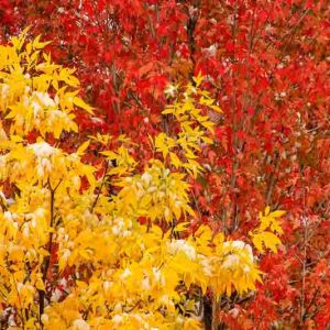 Fraxinus pennsylvanica, Green Ash, American Ash, Canadian Ash, Red American Ash, Red Ash, White Ash, Deciduous Tree, Fall Color