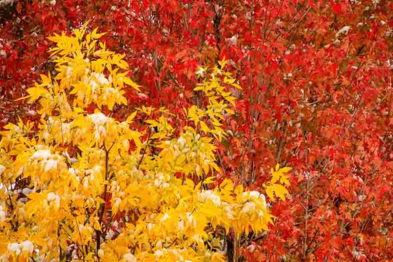 Fraxinus pennsylvanica, Green Ash, American Ash, Canadian Ash, Red American Ash, Red Ash, White Ash, Deciduous Tree, Fall Color