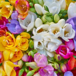 Freesia, Freesia planting information, planting freesias, planting freesia, how to grow freesia, how to grow freesias, how to care for freesia
