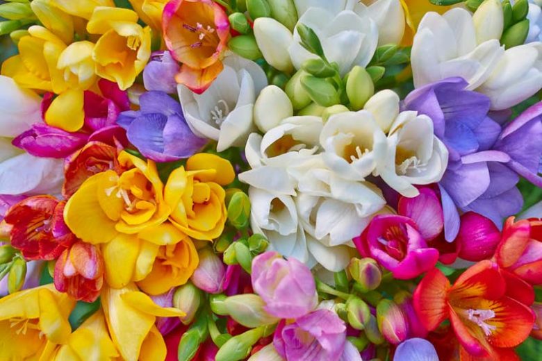 Freesia, Freesia planting information, planting freesias, planting freesia, how to grow freesia, how to grow freesias, how to care for freesia