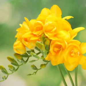 Freesia Double Yellow, Double Freesia, Yellow Freesia, Yellow Flowers, Freesia planting information, planting freesias, planting freesia, how to grow freesia, how to grow freesias, how to care for freesia