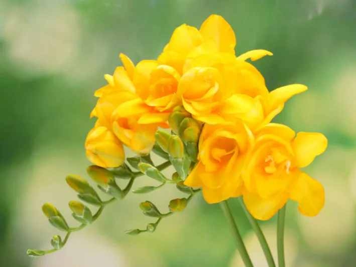 Freesia Double Yellow, Double Freesia, Yellow Freesia, Yellow Flowers, Freesia planting information, planting freesias, planting freesia, how to grow freesia, how to grow freesias, how to care for freesia