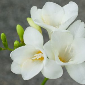 Freesia Single White, Double Freesia, White Freesia, White Flowers, Freesia planting information, planting freesias, planting freesia, how to grow freesia, how to grow freesias, how to care for freesia