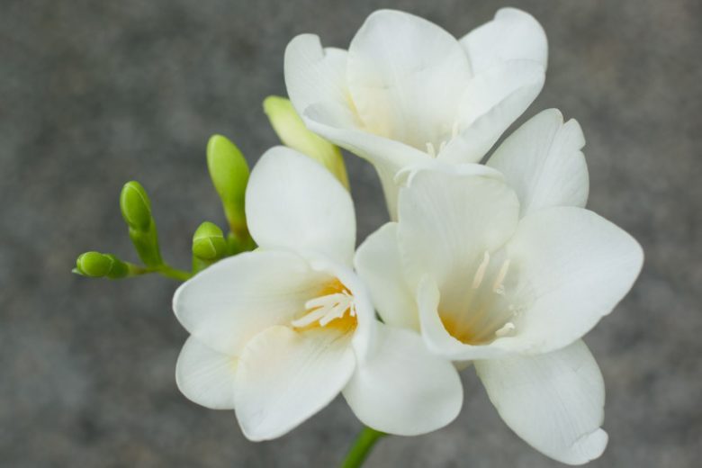 Freesia Single White, Double Freesia, White Freesia, White Flowers, Freesia planting information, planting freesias, planting freesia, how to grow freesia, how to grow freesias, how to care for freesia