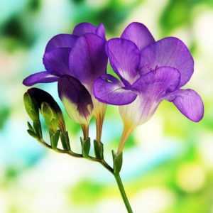 Freesia Single Blue, Double Freesia, Blue Freesia, Blue Flowers, Freesia planting information, planting freesias, planting freesia, how to grow freesia, how to grow freesias, how to care for freesia