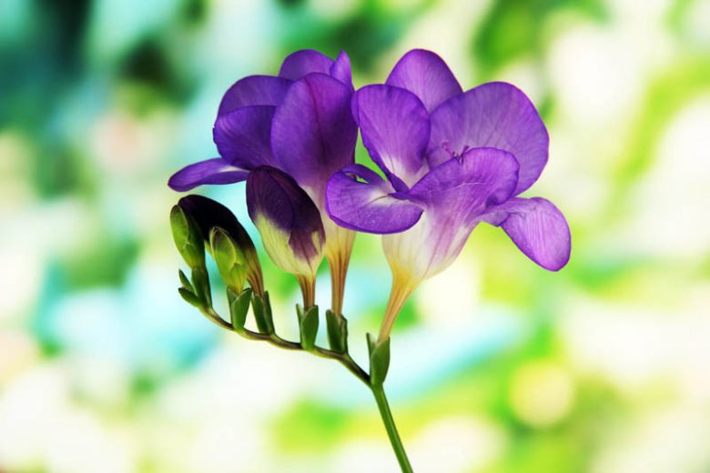 Freesia Single Blue, Double Freesia, Blue Freesia, Blue Flowers, Freesia planting information, planting freesias, planting freesia, how to grow freesia, how to grow freesias, how to care for freesia