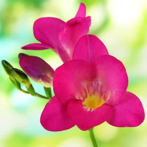 Freesia Single Pink, Double Freesia, Pink Freesia, Pink Flowers, Freesia planting information, planting freesias, planting freesia, how to grow freesia, how to grow freesias, how to care for freesia