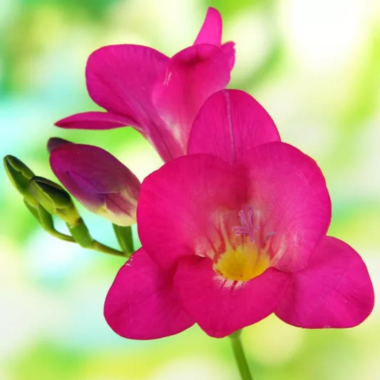 Freesia Single Pink, Double Freesia, Pink Freesia, Pink Flowers, Freesia planting information, planting freesias, planting freesia, how to grow freesia, how to grow freesias, how to care for freesia