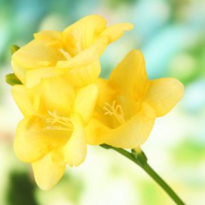 Freesia Single Yellow, Double Freesia, Yellow Freesia, Yellow Flowers, Freesia planting information, planting freesias, planting freesia, how to grow freesia, how to grow freesias, how to care for freesia