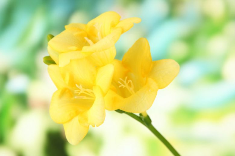 Freesia Single Yellow, Double Freesia, Yellow Freesia, Yellow Flowers, Freesia planting information, planting freesias, planting freesia, how to grow freesia, how to grow freesias, how to care for freesia