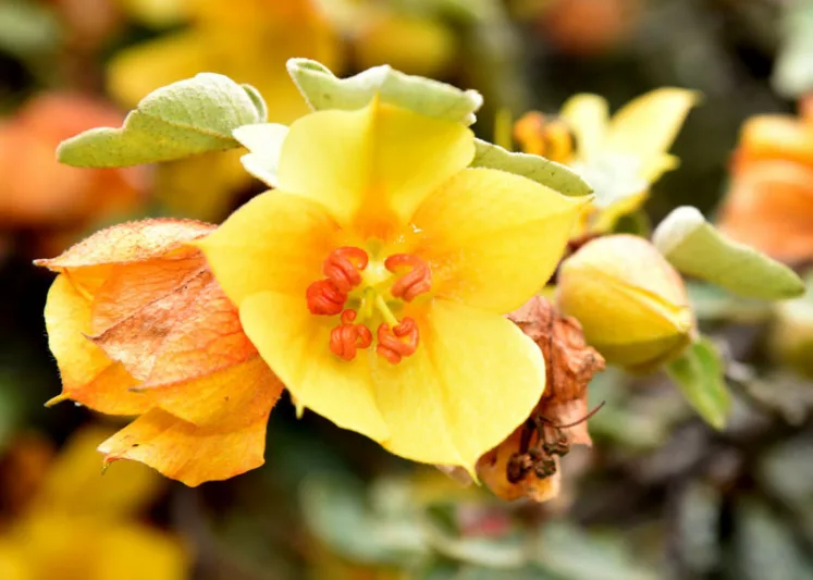 Fremontodendron californicum, California Flannelbush, California Fremontia, Flannel Bush, Yellow Flowers