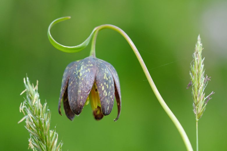 Fritillaria affinis, Checker Lily, Chocolate Lily, Mission Bells, Rice-Root Lily, California Native Plant, California Native Perennial