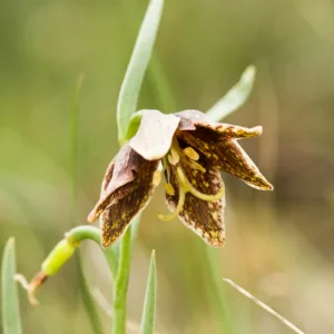 Fritillaria atropurpurea, Spotted Fritillary, Leopard Lily, Spotted Mountain Bells, Checker Lily, Fritillaria adamantina, Fritillaria gracillima, California Native Plant, California Native Perennial