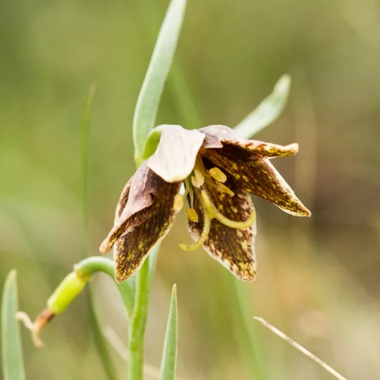 Fritillaria atropurpurea, Spotted Fritillary, Leopard Lily, Spotted Mountain Bells, Checker Lily, Fritillaria adamantina, Fritillaria gracillima, California Native Plant, California Native Perennial