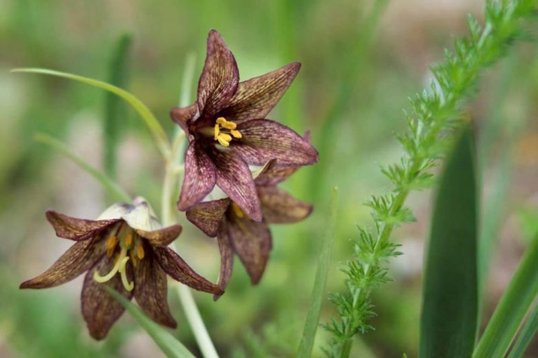 Fritillaria camschatcensis, Black Lily, Black Sarana, Chocolate Lily, Kamchatka Fritillary, Wild Rice,Northern Rice Root, Spring Bloom, Late Spring bloom
