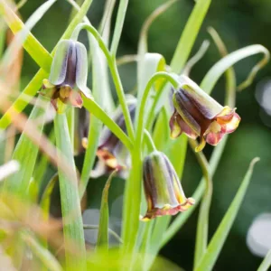 Fritillaria elwesii, Lebanese Fritillary, Spring Bloom, Mid Spring bloom, Late Spring bloom