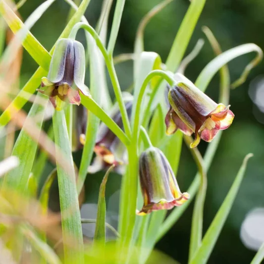 Fritillaria elwesii, Lebanese Fritillary, Spring Bloom, Mid Spring bloom, Late Spring bloom
