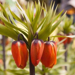 Fritillaria Imperialis Auroran, Crown Imperial, mid Spring bloom, Fritillaria Aurora, late Spring bloom, orange crown imperial, Rascal Series