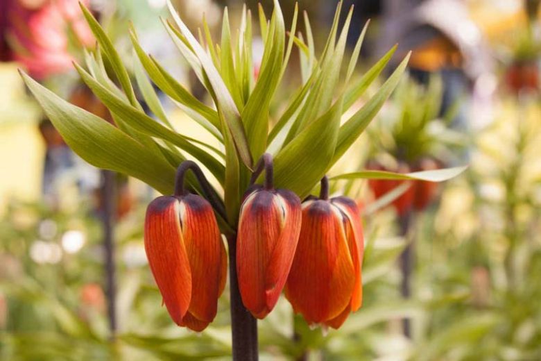 Fritillaria Imperialis Auroran, Crown Imperial, mid Spring bloom, Fritillaria Aurora, late Spring bloom, orange crown imperial, Rascal Series