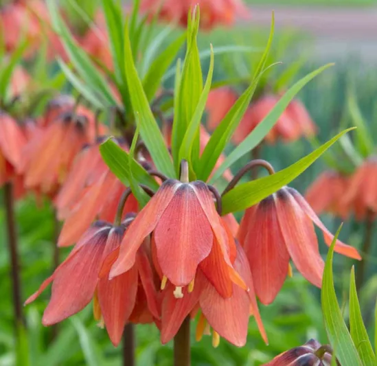 Fritillaria Imperialis Bach, Crown Imperial, mid Spring bloom, Fritillaria Bach, late Spring bloom, orange crown imperial, Rascal Series
