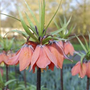 Fritillaria Imperialis Beethoven, Crown Imperial, mid Spring bloom, Fritillaria Beethoven, late Spring bloom, orange crown imperial, Rascal Series
