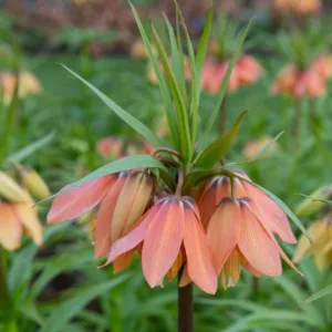 Fritillaria Imperialis Brahms, Crown Imperial, mid Spring bloom, Fritillaria Brahms, late Spring bloom, pink crown imperial, Rascal Series