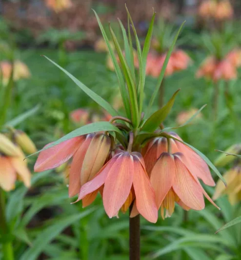 Fritillaria Imperialis Brahms, Crown Imperial, mid Spring bloom, Fritillaria Brahms, late Spring bloom, pink crown imperial, Rascal Series