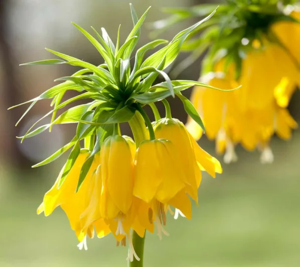 Fritillaria Imperialis, Crown Imperial, mid Spring bloom, Fritillaria Lutea Maxima, late Spring bloom, yellow crown imperial