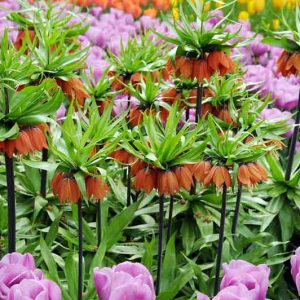 Fritillaria Imperialis Premier, Crown Imperial, mid Spring bloom, Fritillaria Premier, late Spring bloom, orange crown imperial