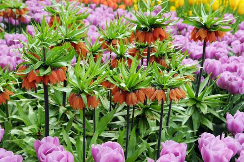 Fritillaria Imperialis Premier, Crown Imperial, mid Spring bloom, Fritillaria Premier, late Spring bloom, orange crown imperial