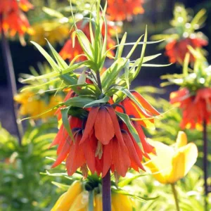 Fritillaria Imperialis Rubra Maxima, Crown Imperial, mid Spring bloom, Fritillaria Rubra Maxima, late Spring bloom, orange crown imperial