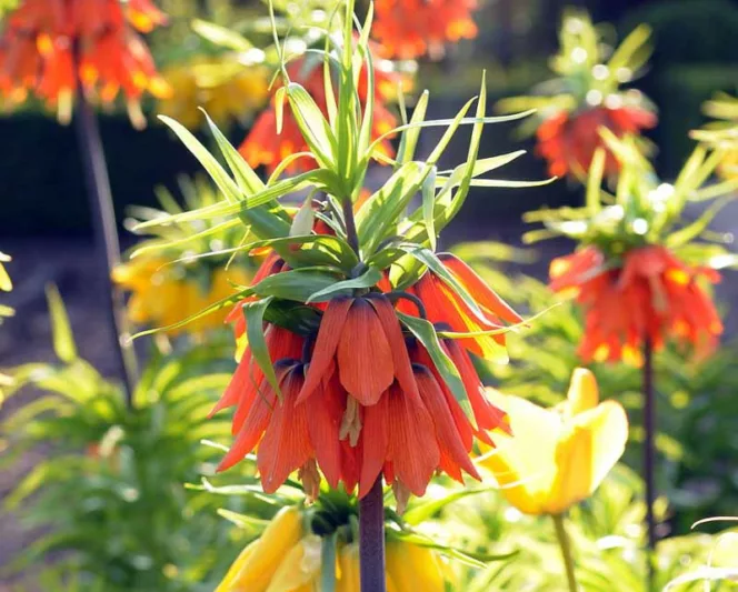 Fritillaria Imperialis Rubra Maxima, Crown Imperial, mid Spring bloom, Fritillaria Rubra Maxima, late Spring bloom, orange crown imperial