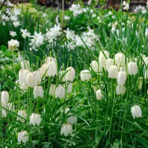 Fritillaria Meleagris Alba, Snake's Head Fritillary 'Alba', Guinea Hen Flower  'Alba', Checkered Lily  'Alba', Checker Lily  'Alba', Widow's Wail  'Alba', Weeping Widow  'Alba', White Flowers