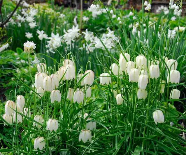 Fritillaria Meleagris Alba, Snake's Head Fritillary 'Alba', Guinea Hen Flower  'Alba', Checkered Lily  'Alba', Checker Lily  'Alba', Widow's Wail  'Alba', Weeping Widow  'Alba', White Flowers