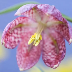 Fritillaria Meleagris, Snake's head Fritillary, Guinea-hen flower, Spring Bloom, Mid Spring bloom, Late Spring bloom