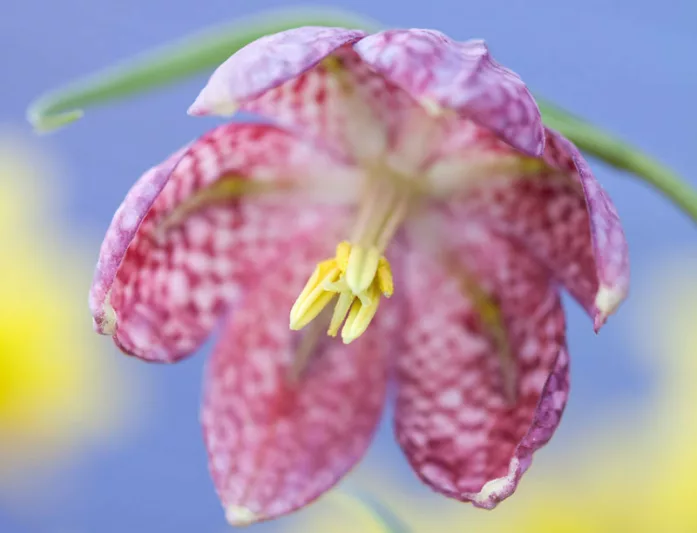 Fritillaria Meleagris, Snake's head Fritillary, Guinea-hen flower, Spring Bloom, Mid Spring bloom, Late Spring bloom