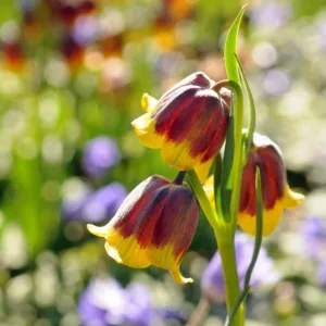 Fritillaria michailovskyi, Michael’s Flower, Michailovski Fritillary, Spring Bloom, Mid Spring bloom, Late Spring bloom